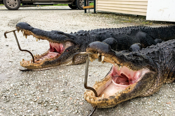 alligator hunting tours in louisiana